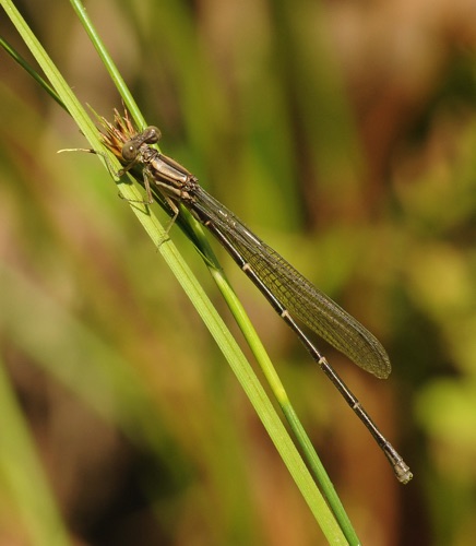 Female, immature
2011_06_25_Rabun